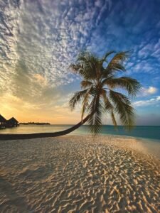 palm tree on beach shore during sunset