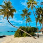 coconut tree on beach shore during daytime