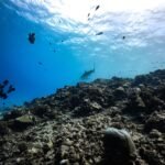 best-diving-spots-in-the-maldives-1763