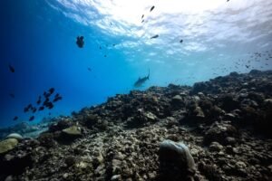 best-diving-spots-in-the-maldives-1763