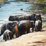 best-wildlife-sanctuaries-in-sri-lanka-1777