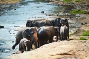 best-wildlife-sanctuaries-in-sri-lanka-1777