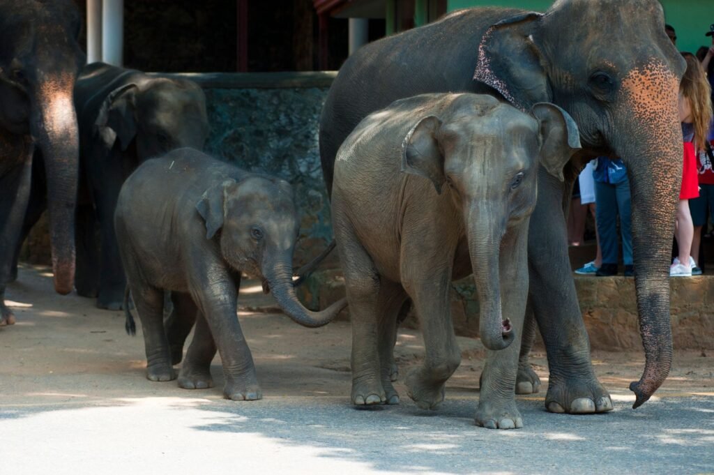 best-wildlife-sanctuaries-in-sri-lanka-1966