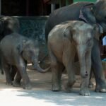 best-wildlife-sanctuaries-in-sri-lanka-1966