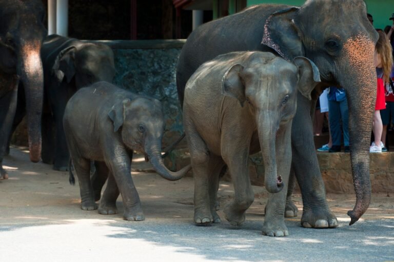 best-wildlife-sanctuaries-in-sri-lanka-1966